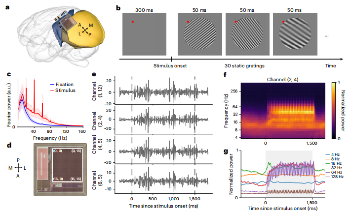 图丨视觉皮层上光栅刺激的 BISC 记录(来源:Nature Electronics)
